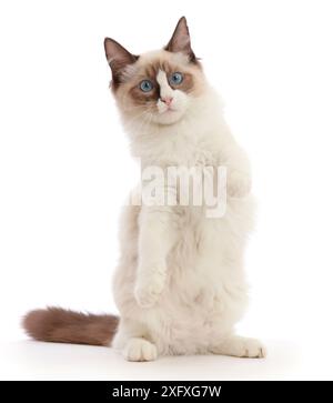 Gattino Ragdoll, 4 mesi, in piedi sui fianchi. Foto Stock