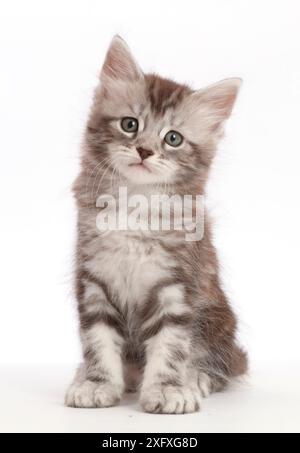 Gattino Silver Tabby, Blaze, 6 settimane, seduta. Foto Stock