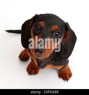 Cucciolo di Dachshund nero e marrone che guarda in alto. Foto Stock