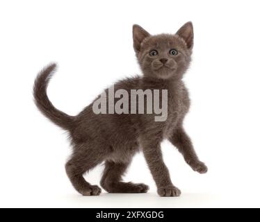 Gattino blu, a piedi. Foto Stock