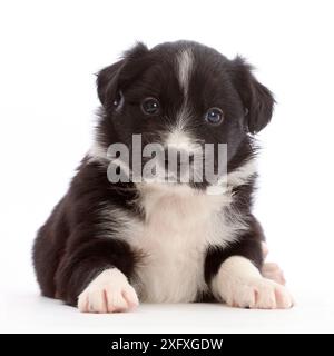 Cucciolo Collie con bordo bianco e nero, sdraiato con la testa in alto. Foto Stock