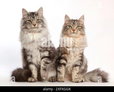 Gatti Silver tabby, Freya e Blaze, 6 mesi, seduti insieme. Foto Stock