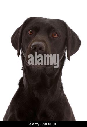 Ritratto Black Labrador Retriever. Foto Stock