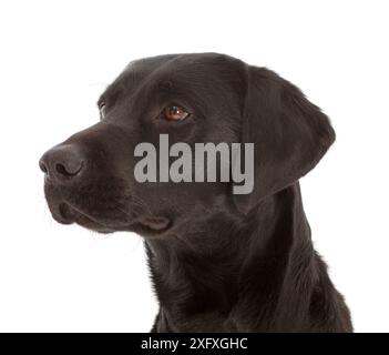 Ritratto Black Labrador Retriever. Foto Stock