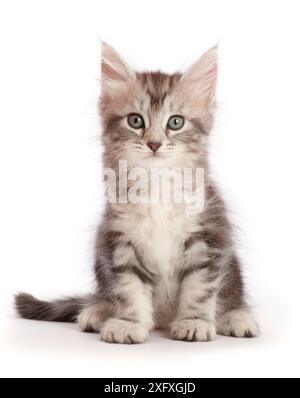 Gattino Silver Tabby, Freya, 6 settimane, seduta. Foto Stock