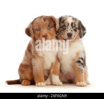 Due cuccioli merle Mini American Shepherd. Foto Stock