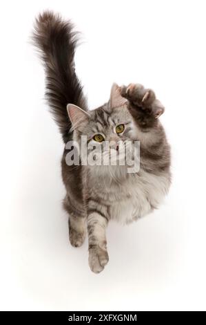 Gatto tabby argento, Blaze, età 10 mesi, saltando e strisciando con una zampa. Foto Stock