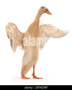 Indian Runner Duck, ali battenti. Foto Stock