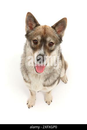 Cane Husky-cross, seduto, guardando in alto Foto Stock