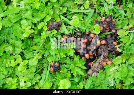 Feci di volpe (Vulpes vulpes) contenenti pietre di ciliegio selvatico. Dorset, Regno Unito luglio 2017 Foto Stock