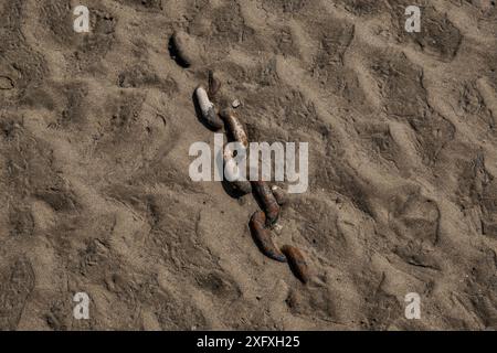 Tenby, Galles, Regno Unito Foto Stock