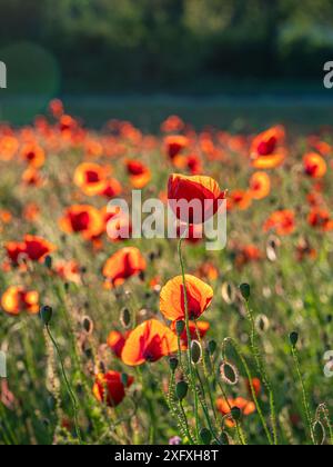 Campo di papavero alla luce della sera, papavero (Papaver), Baviera, Germania, Europa Foto Stock