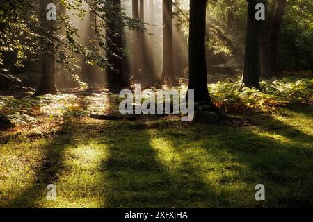 Alba a Bolderwood con nebbia e raggi di sole, New Forest National Park, Hampshire, Inghilterra, Regno Unito. Agosto 2011 Foto Stock