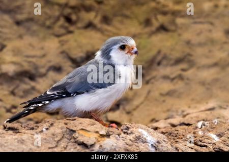 Falco pigmeo africano (Polihierax semitorquatus) originario dell'Africa orientale e meridionale, in cattività Foto Stock