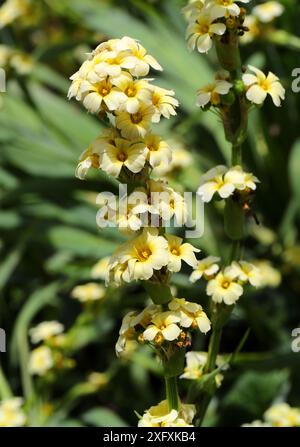 Yellow Eyed Grass o Satin Flower, Sisyrinchium striatum, Iridaceae. Sud America. Foto Stock