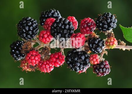 Ritratto di Bramble (Rubus fruticosus) con more mature. Dorset, Regno Unito settembre. Foto Stock