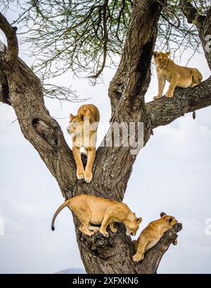 La famiglia Lion (Panthera leo) si arrampica e riposa sugli alberi. Parco nazionale del Serengeti, Serengeti, Tanzania. Foto Stock