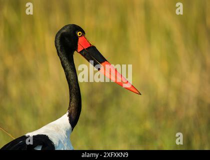 Cicogna a sella (Ephippiorhynchus senegalensis) femmina, ritratto. Delta dell'Okavango, Botswana. Foto Stock