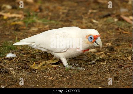 corella a becco lungo (Cacatua tenuirostris) foraggio per semi su terreni boschivi. Parco nazionale di Grampians, Victoria, Australia. Foto Stock