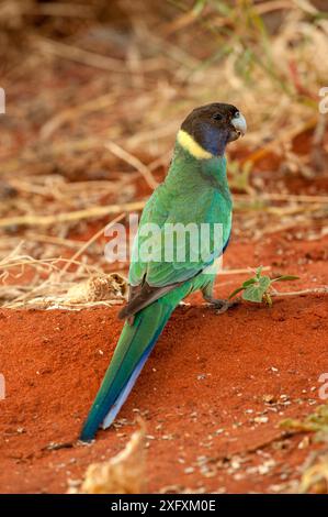 Collo di anello australiano (Barnardius zonarius semitorquatus) in piedi a terra. Parco nazionale di Watarrka, territorio del Nord, Australia. Foto Stock