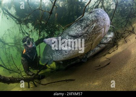 Pesce gatto di Wels (Silurus glanis) e tuffatore, vista dal basso. Fiume Loira, Francia. Ottobre. Foto Stock