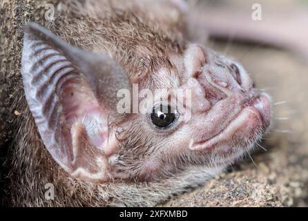 Common Vampire Bat (Desmodus rotundus) tenuto in un guanto protettivo per ricercatore e#39 presso il Manu Learning Centre, CREES Foundation. Riserva della Biosfera di Manu, Amazzonia, Perù. Novembre. Foto Stock