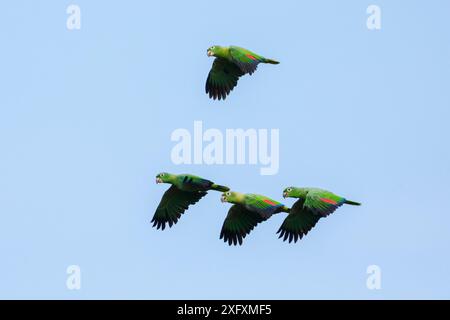 Pappagalli mealy (Amazona farinosa) in volo. Blanquillo Clay Lick, riserva della Biosfera di Manu, Perù. Novembre. Foto Stock