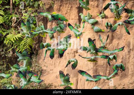 Pappagalli mealy (Amazona farinosa) che si nutrono alle pareti di un leccato di argilla. Blanquillo Clay Lick, riserva della Biosfera di Manu, Perù. Novembre. Foto Stock