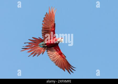 Macao rosso e verde (Ara chloropterus) in volo, Blanquillo Clay Lick, riserva della biosfera di Manu, Perù. Novembre. Foto Stock