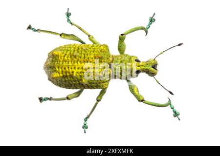 scarabeo weevil dal naso ampio (Entiminae) fotografato su uno sfondo bianco in uno studio mobile. Riserva della Biosfera di Manu, Amazzonia, Perù. Novembre. Foto Stock