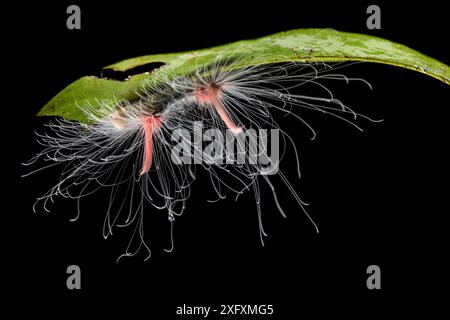 bruco di falena non identificato ricoperto da peli di orticazione difensivi. Riserva della Biosfera di Manu, Amazzonia, Perù. Novembre. Foto Stock