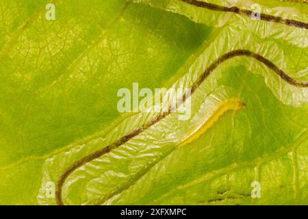 Percorsi in foglia di aspen realizzati da Leaf Miner, New Hampshire, Stati Uniti, luglio. Foto Stock