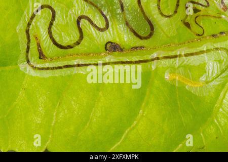 Percorsi in foglia di aspen realizzati da Leaf Miner, New Hampshire, Stati Uniti, luglio. Foto Stock