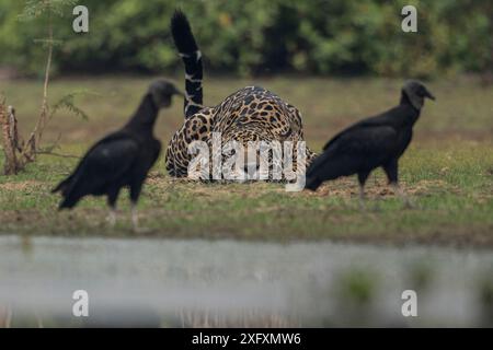 Jaguar (Panthera onca) maschio stalking avvoltoi neri (Coragyps atratus) Pantanal, Brasile. Foto Stock