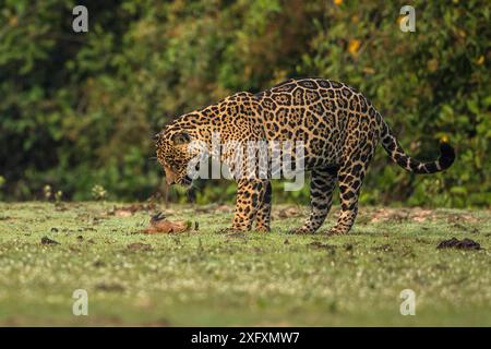 Giaguaro (Panthera onca) che gioca con un avvoltoio nero ((Coragyps atratus) pulcino Pantanal, Brasile. Foto Stock