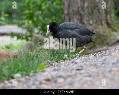 Un comune torrente eurasiatico, Fulica atra, che cammina su un sentiero di ghiaia sulla via del ritorno allo stagno. Foto Stock