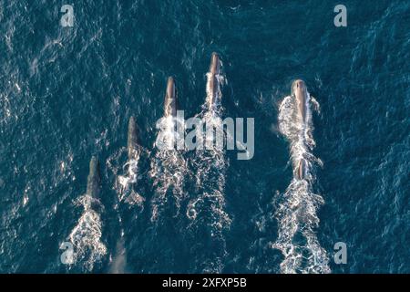 Capodogli (Physeter macrocephalus): Proietta un maschio molto più grande sulla destra, con un gruppo di vivai femminile. Bassa California, Messico Foto Stock