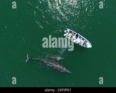 Balena grigia / balena grigia (Eschrichtius robustus) aerea, femmina curiosa e vitello, laguna di San Ignacio, bassa California, Messico Foto Stock