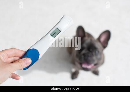 Mano che tiene un test di gravidanza positivo con un cane sullo sfondo. Test di gravidanza. Nuovo concetto di membro della famiglia e animali domestici Foto Stock