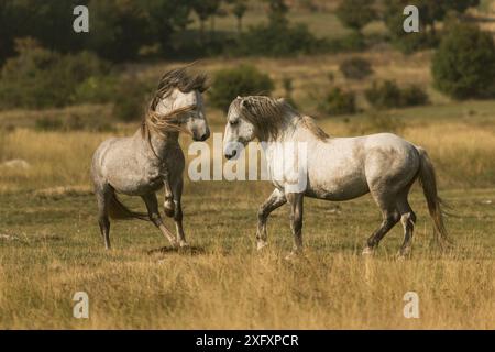 Due stalloni selvatici (Equus caballus) combattono, sulle montagne di Cincar, vicino a Livno, Bosnia ed Erzegovina. Foto Stock