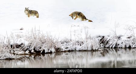 Il Coyote (Canis latrans) è alla ricerca di roditori nella neve profonda. Madison River Valley, Yellowstone National Park, Wyoming, Stati Uniti. Foto Stock