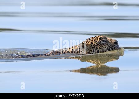 Giaguaro (Panthera onca) che nuota attraverso il fiume Paraguay. Vicino alla riserva di Taiama, Pantanal occidentale, Mato grosso, Brasile. Foto Stock