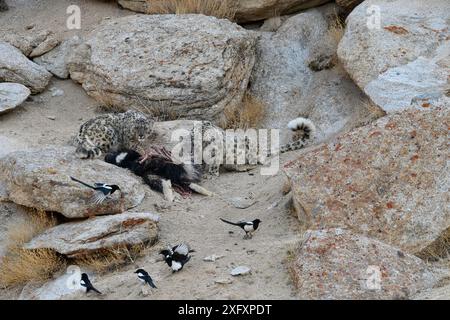 Leopardo delle nevi (Panthera uncia) femmina con cuccioli più grandi che si nutrono di uccisioni - un vitello domestico in yak (Bos grunniens) con magpies (Pica pica). Ladakh Range, Himalaya occidentale, Ladakh, India. Foto Stock