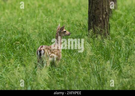 Un giovane vitello di cervo nella foresta Foto Stock