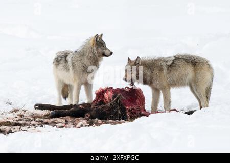 Lupi (Canis lupus) che si nutrono di una carcassa di bisonte (bisonte bisonte bisonte). Parco nazionale di Yellowstone, Wyoming, Stati Uniti. Gennaio. Foto Stock