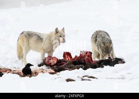 Lupi (Canis lupus) che si nutrono di una carcassa di bisonte (bisonte bisonte bisonte). Parco nazionale di Yellowstone, Wyoming, Stati Uniti. Gennaio. Foto Stock