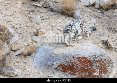 Leopardo delle nevi (Panthera uncia), stalking femminile su terreni rocciosi rotti. Ladakh Range, Himalaya occidentale, Ladakh, India. Foto Stock