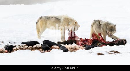 Lupi (Canis lupus) che si nutrono di una carcassa di bisonte (bisonte bisonte bisonte). Parco nazionale di Yellowstone, Wyoming, Stati Uniti. Gennaio. Foto Stock