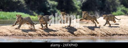 Jaguar (Panthera onca) maschile che corre lungo uno spiedo di sabbia inseguendo un caimano. Pantanal settentrionale del fiume Cuiaba, Mato grosso, Brasile. Immagine composita di cinque fotogrammi. Foto Stock