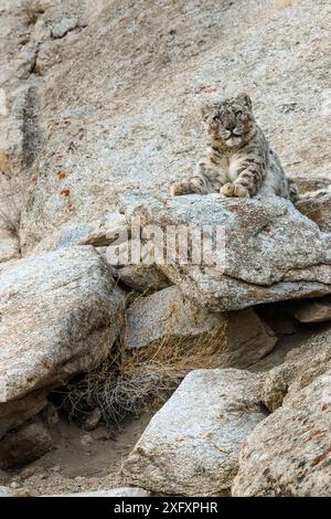 Leopardo delle nevi (Panthera uncia) femmina appoggiata su un affioramento roccioso. Ladakh Range, Himalaya occidentale, Ladakh, India. Foto Stock